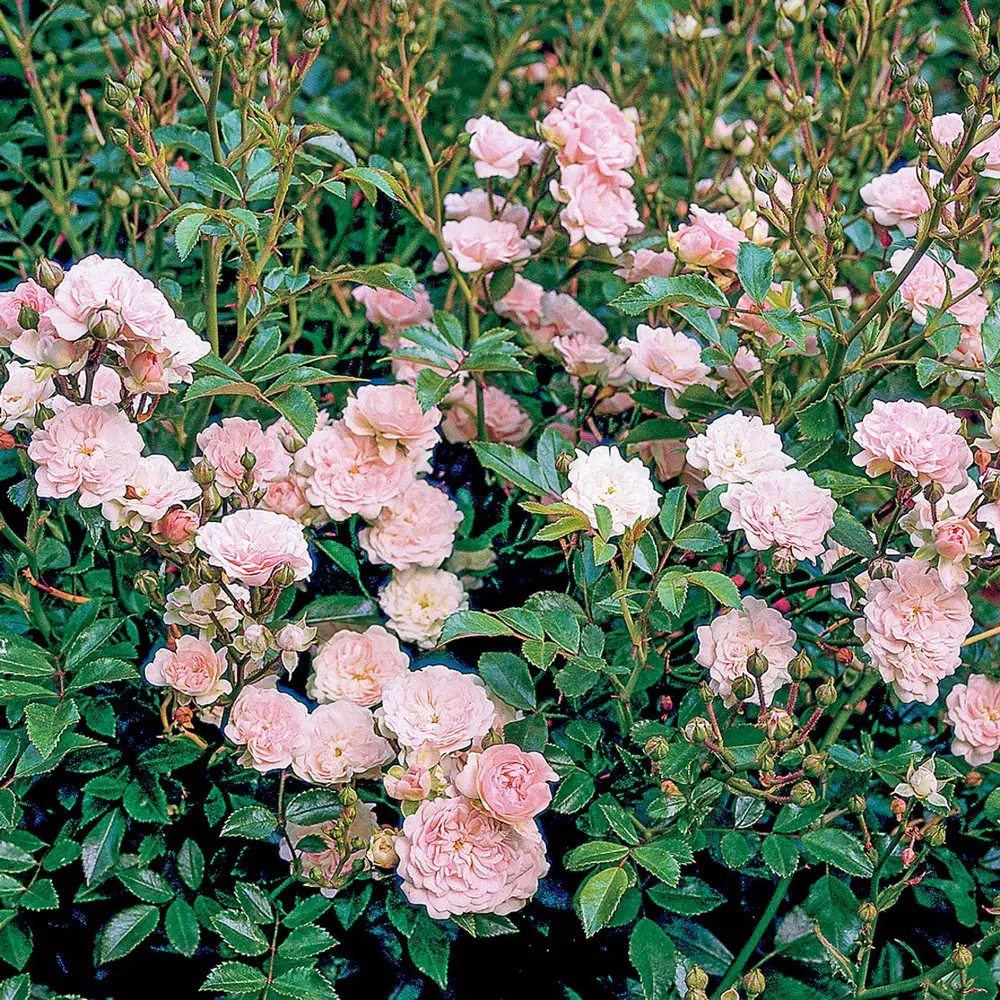 The Fairy Small Shrub Rose - Image 2
