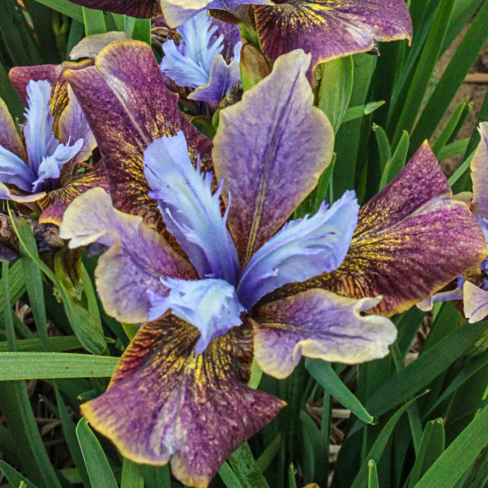 Siberian Iris Black Joker - Image 2