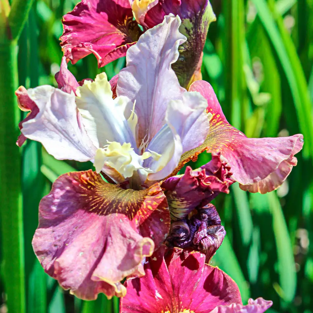 Siberian Iris Cherry Fling