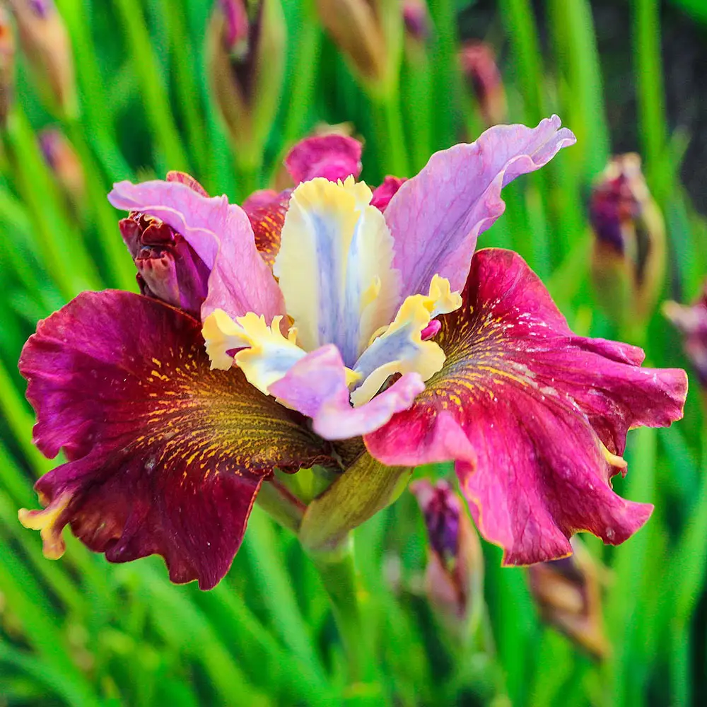 Siberian Iris Cherry Fling - Image 2