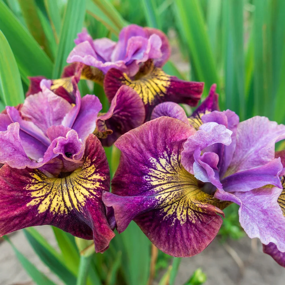 Siberian Iris Miss Apple - Image 3