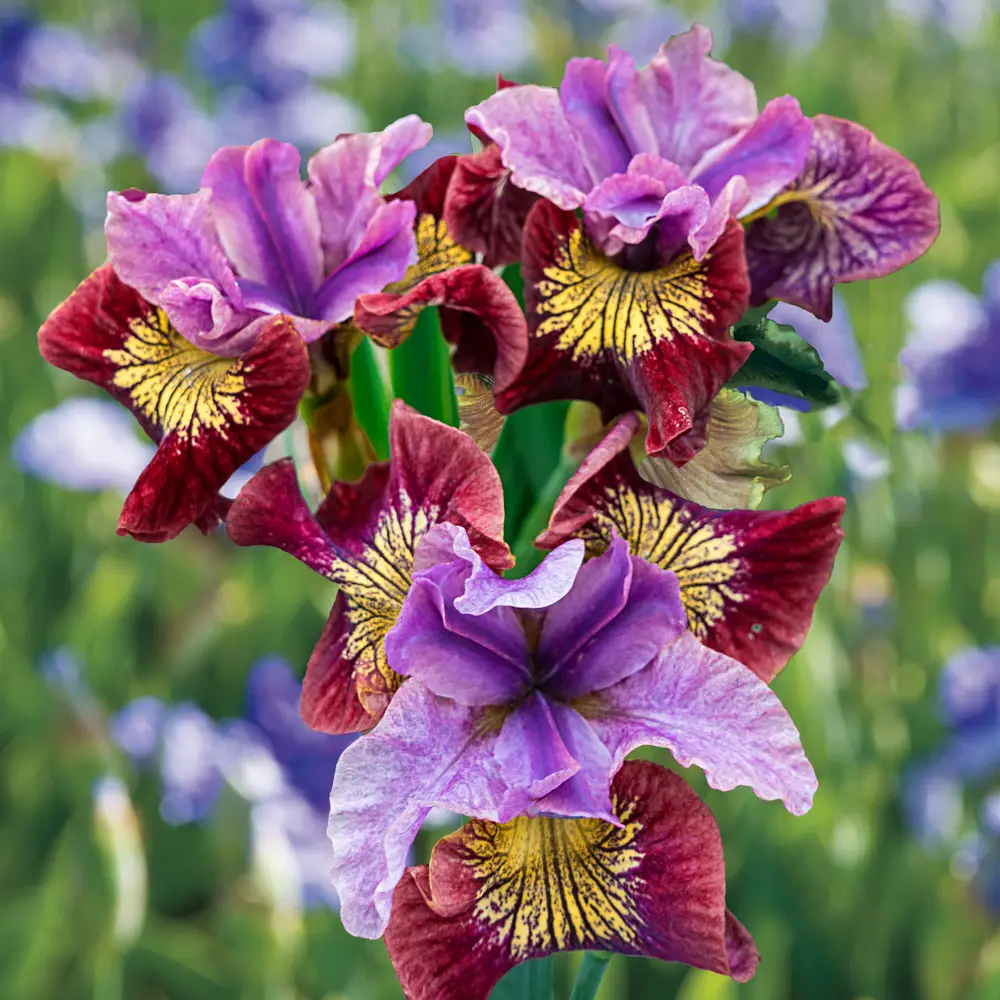 Siberian Iris Miss Apple - Image 4