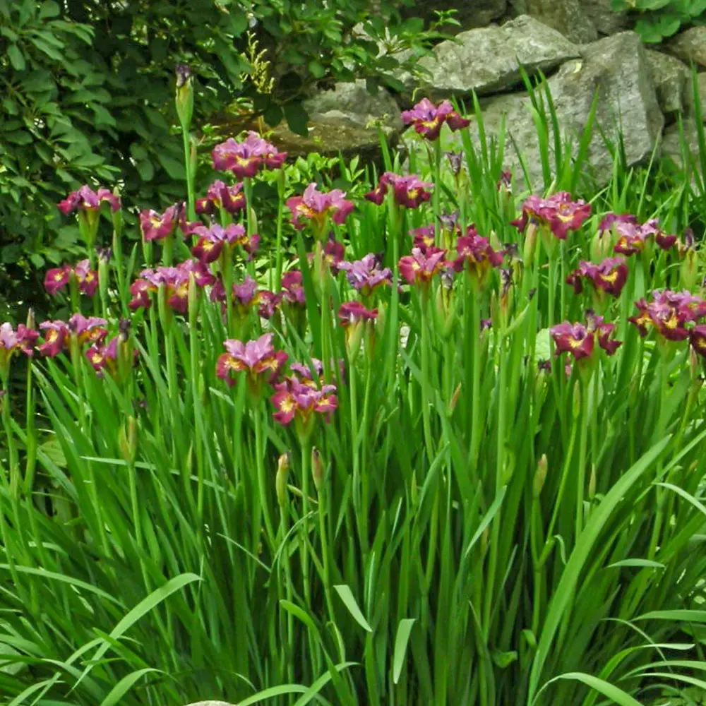 Siberian Iris Miss Apple - Image 5
