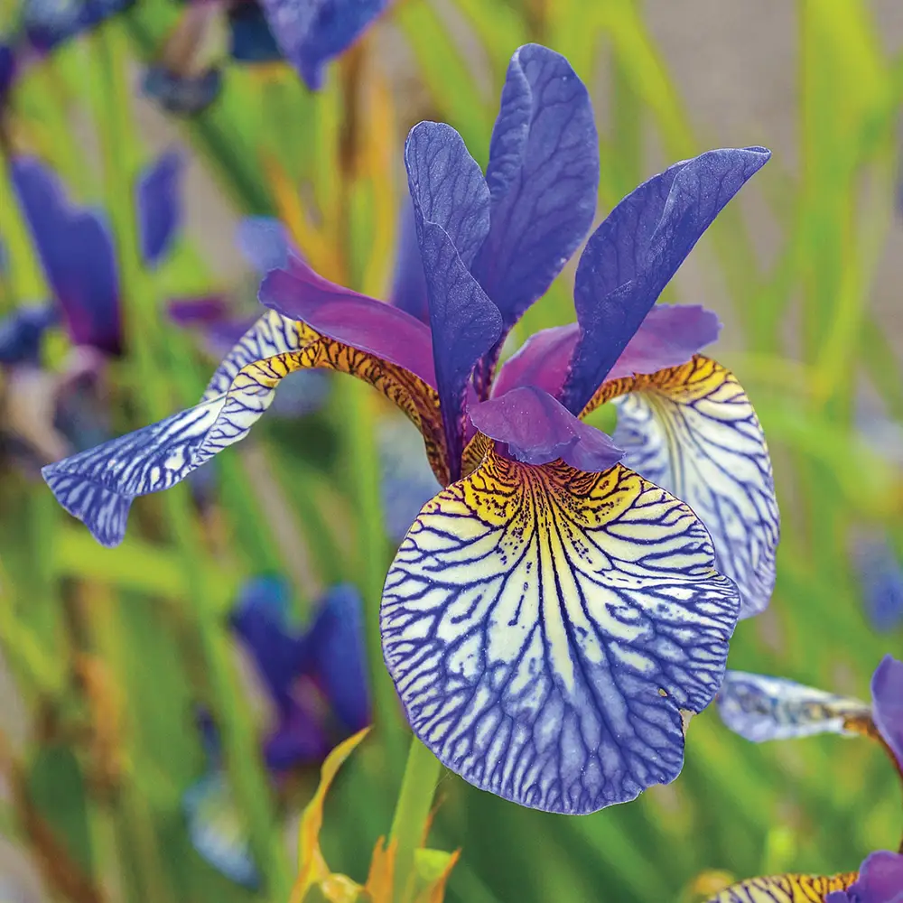 Shaker's Prayer Siberian Iris