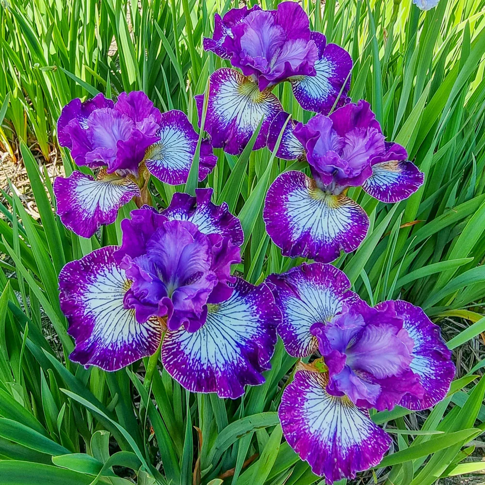 Siberian Iris Something Shocking