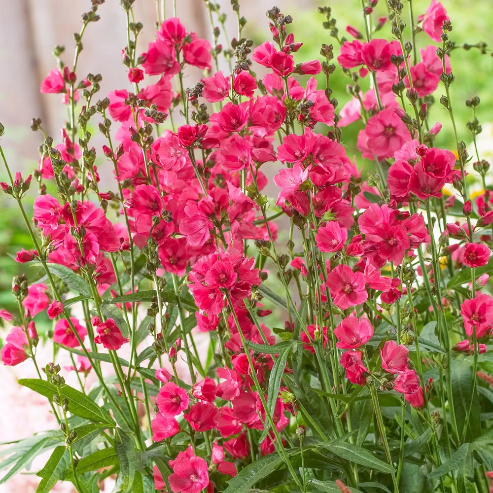Sidalcea Rose Bouquet