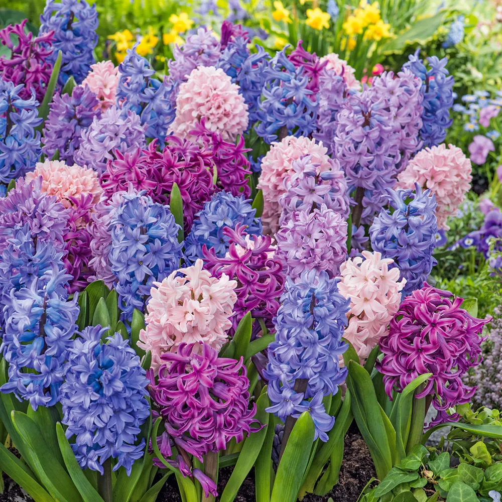 Simply Stunning Hyacinth Trio