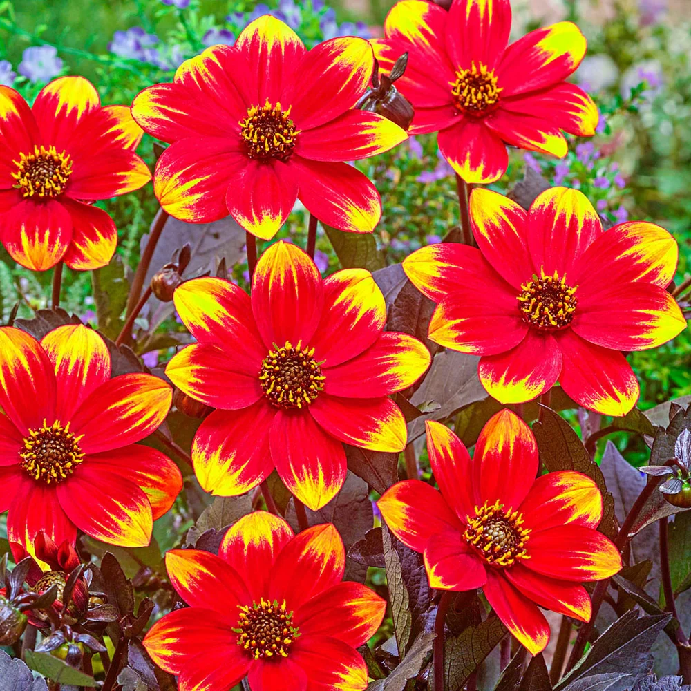 Single-Flowered Dahlia Dahlegria Bicolore