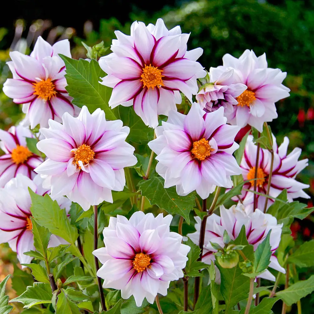 Single-Flowered Dahlia Edge of Joy