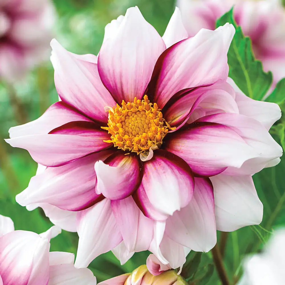 Single-Flowered Dahlia Edge of Joy - Image 2