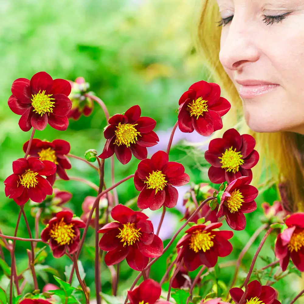 Single-Flowered Dahlia Mexican Star