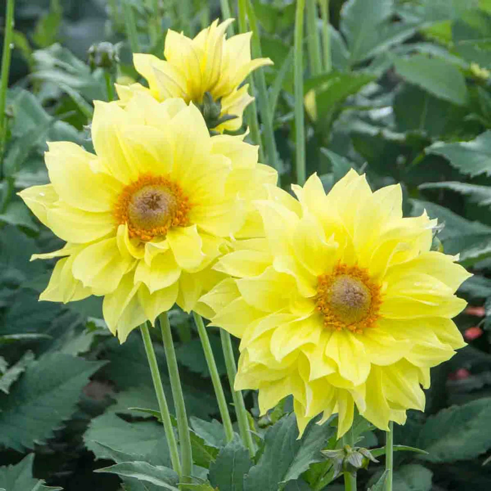 Single-Flowered Dahlia Tournesol - Image 2