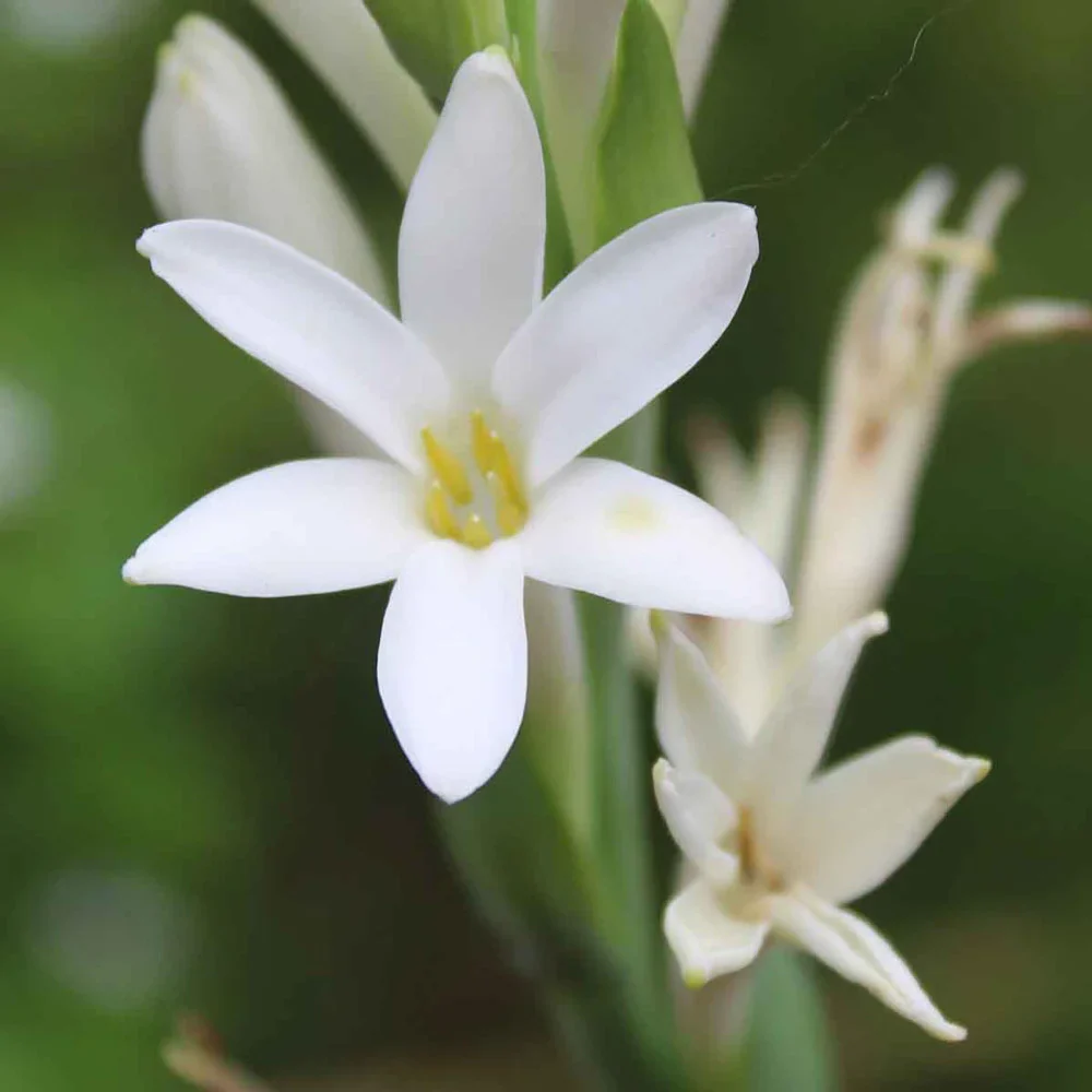 Single Mexican Tuberose - Image 2