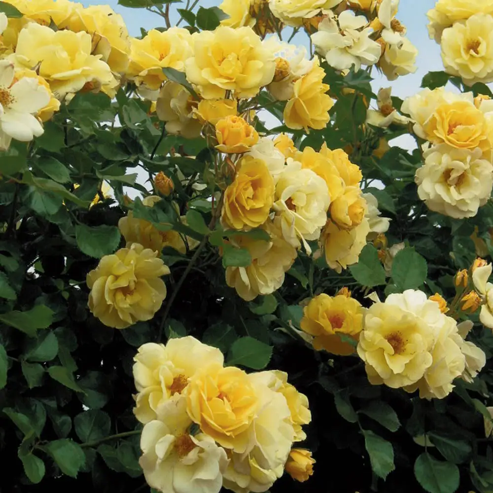 Skys the Limit ™ Climbing Rose - Image 2