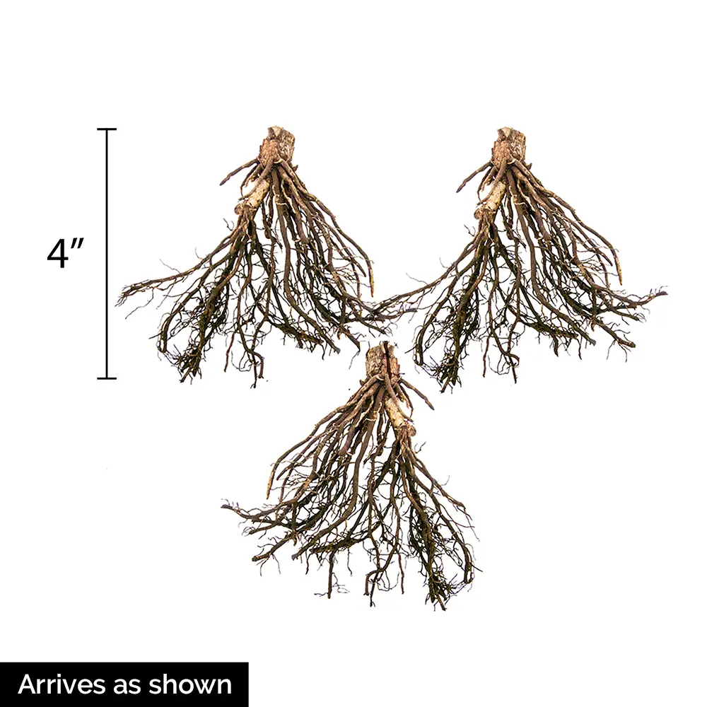 Slug Resistant Hosta Collection - Image 2
