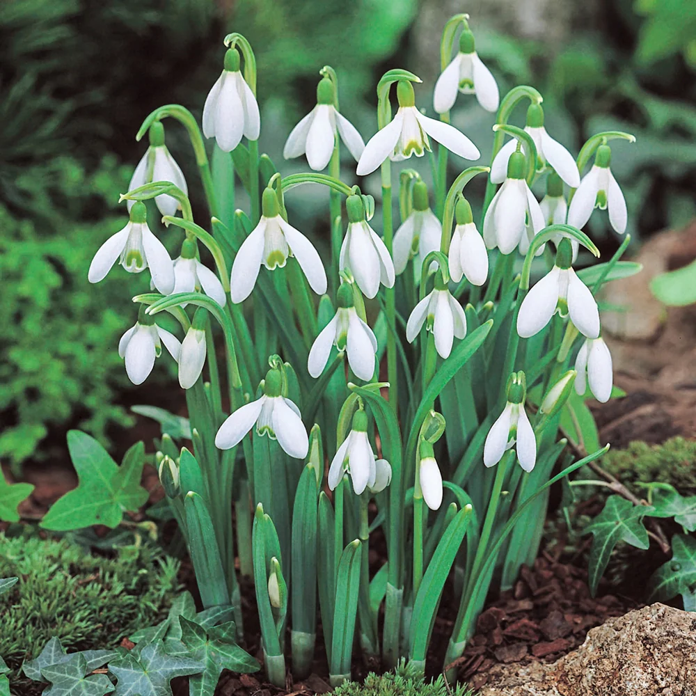 Snowdrops - Image 2