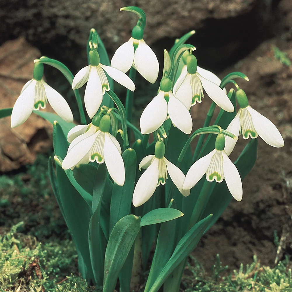 Snowdrops - Image 3