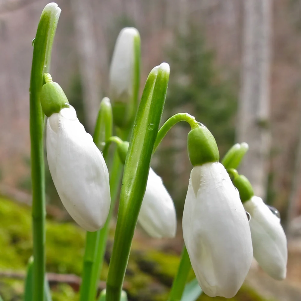 Snowdrops - Image 5