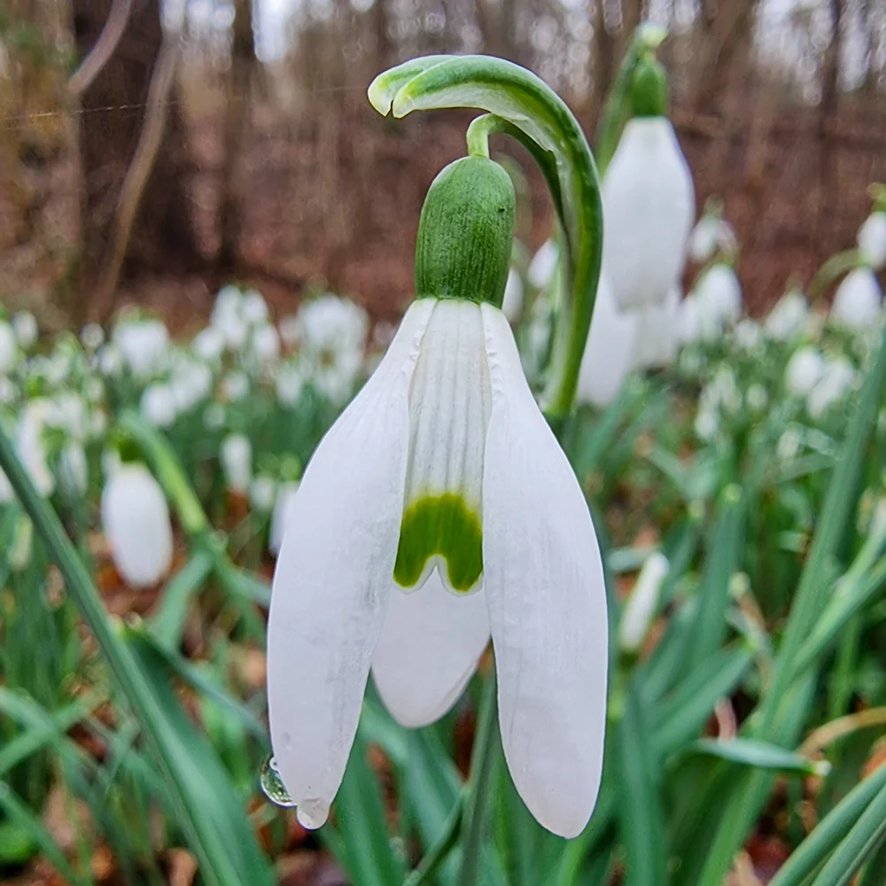 Snowdrops - Image 7