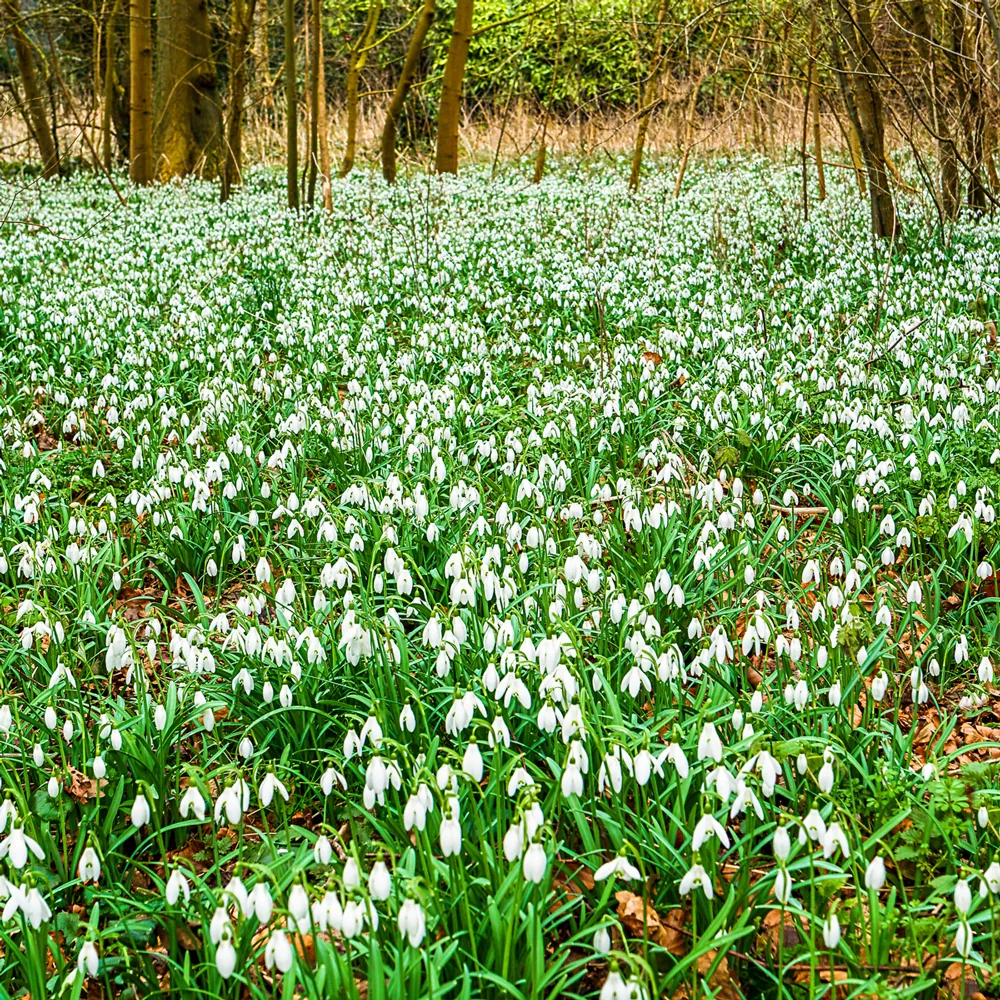 Snowdrops - Image 8