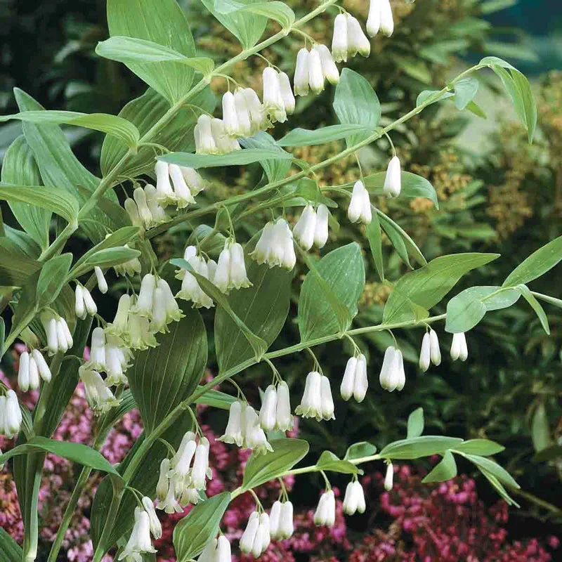 Solomon's Seal