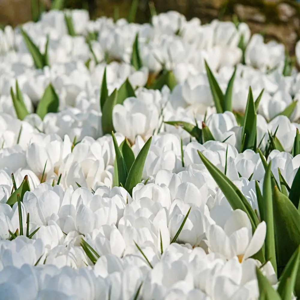 Species Crocus Ard Schenk (chrysanthus) - Image 2