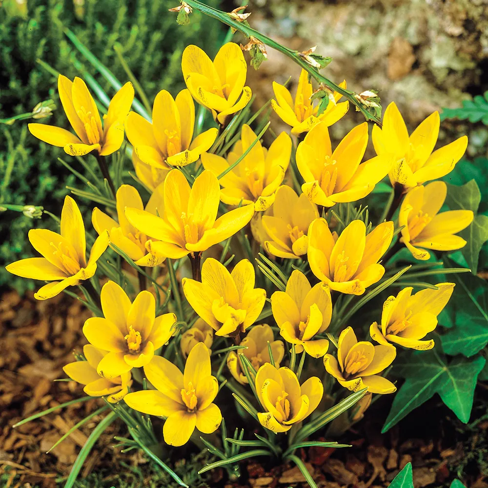 Species Crocus Korolkowii - Image 2