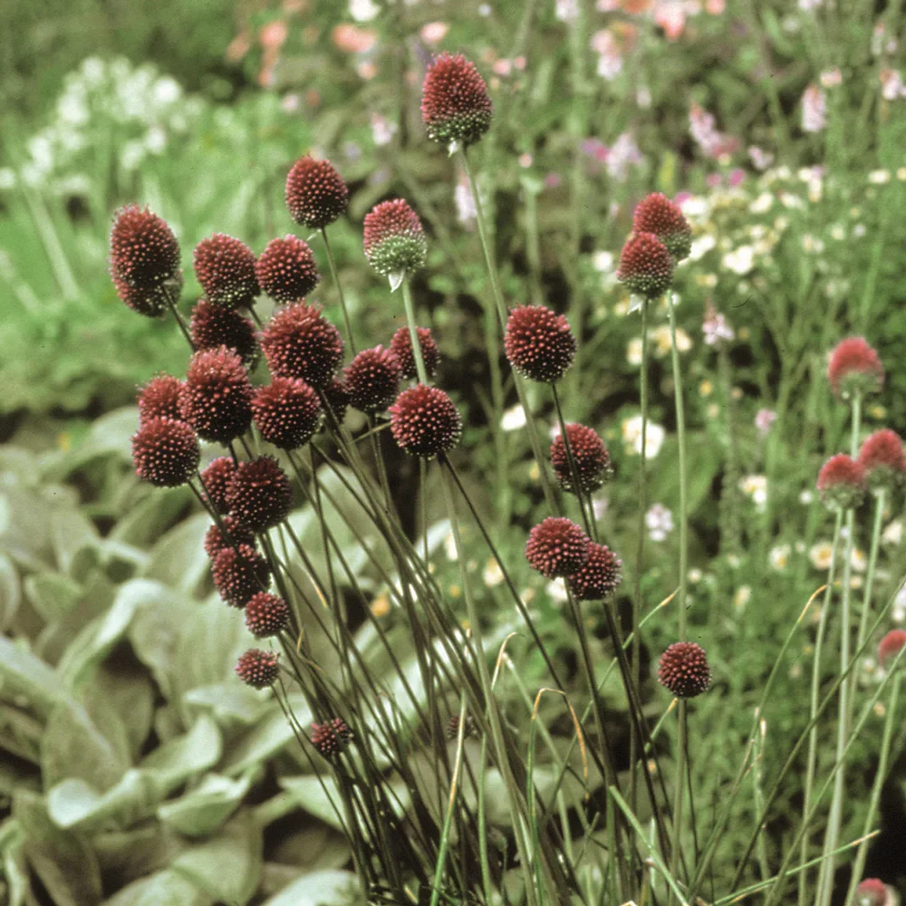 Allium sphaerocephalon (Drumstick Allium) - Image 2