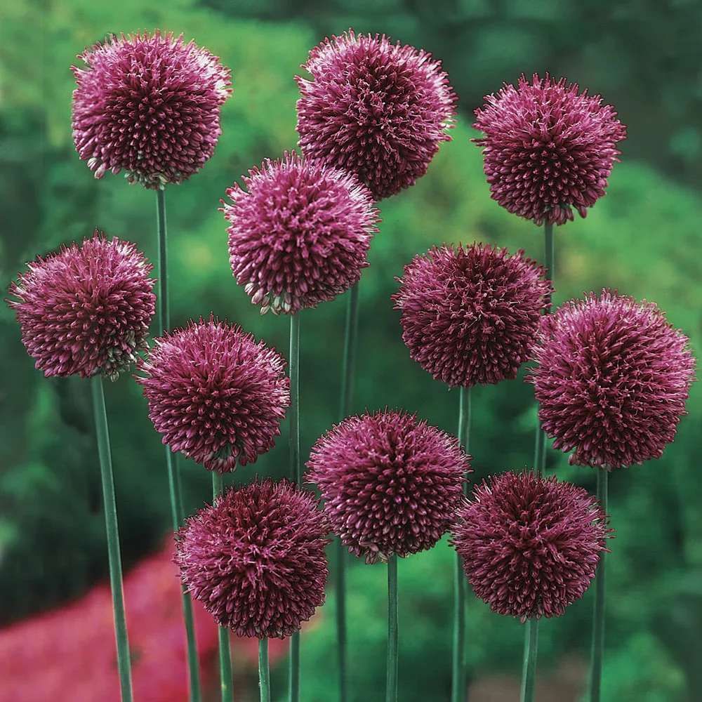 Allium sphaerocephalon (Drumstick Allium) - Image 6