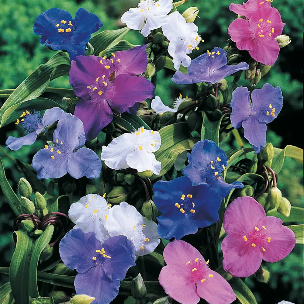 Spiderwort Mixed Colors - Image 2
