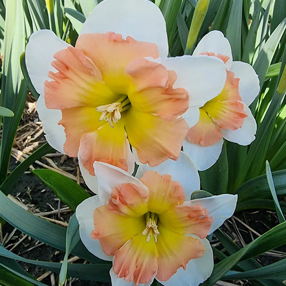 Split-Corona Daffodil Drama Queen - Image 3