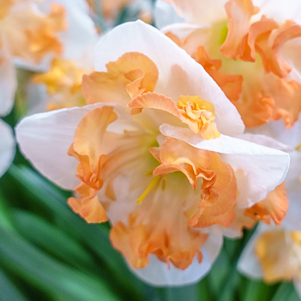 Split-Corona Daffodil Sunny Girlfriend