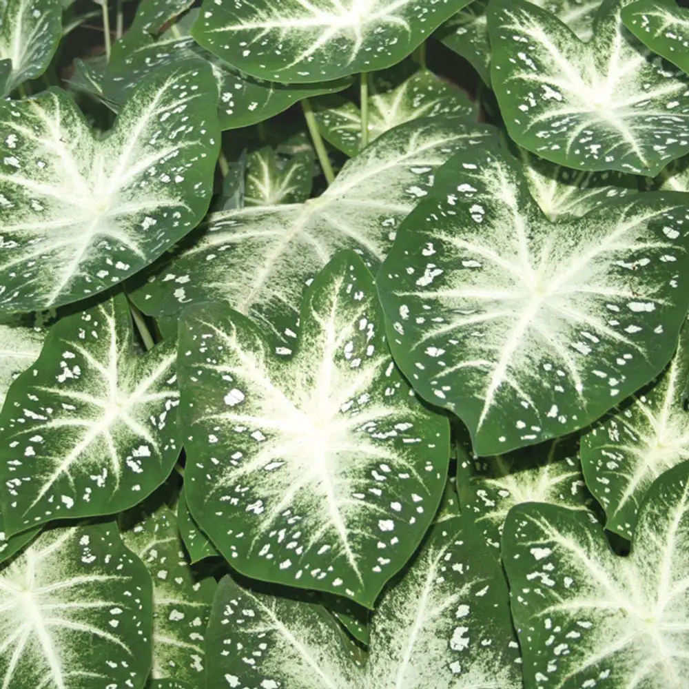 Stardust Colorful Shade Loving Caladium