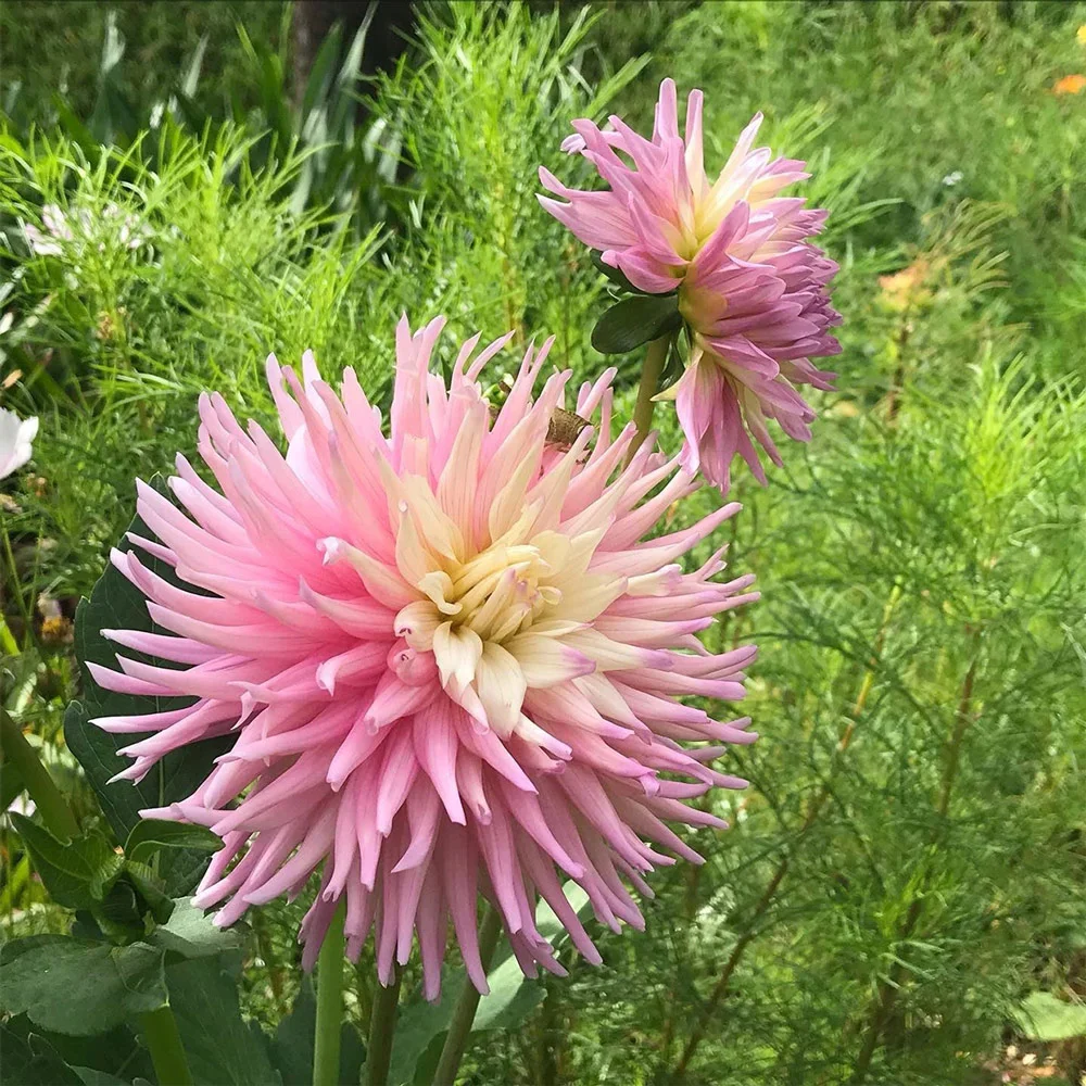 Bright Cactus Dahlia Star's Favourite - Image 3