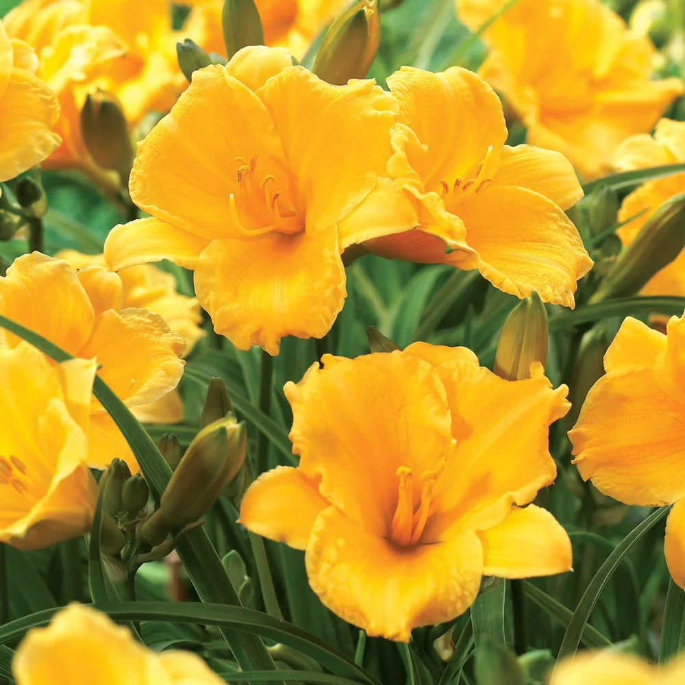 Daylily Stella d'Oro - Image 3