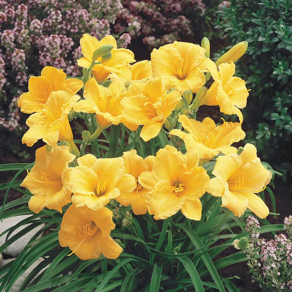 Daylily Stella d'Oro - Image 4