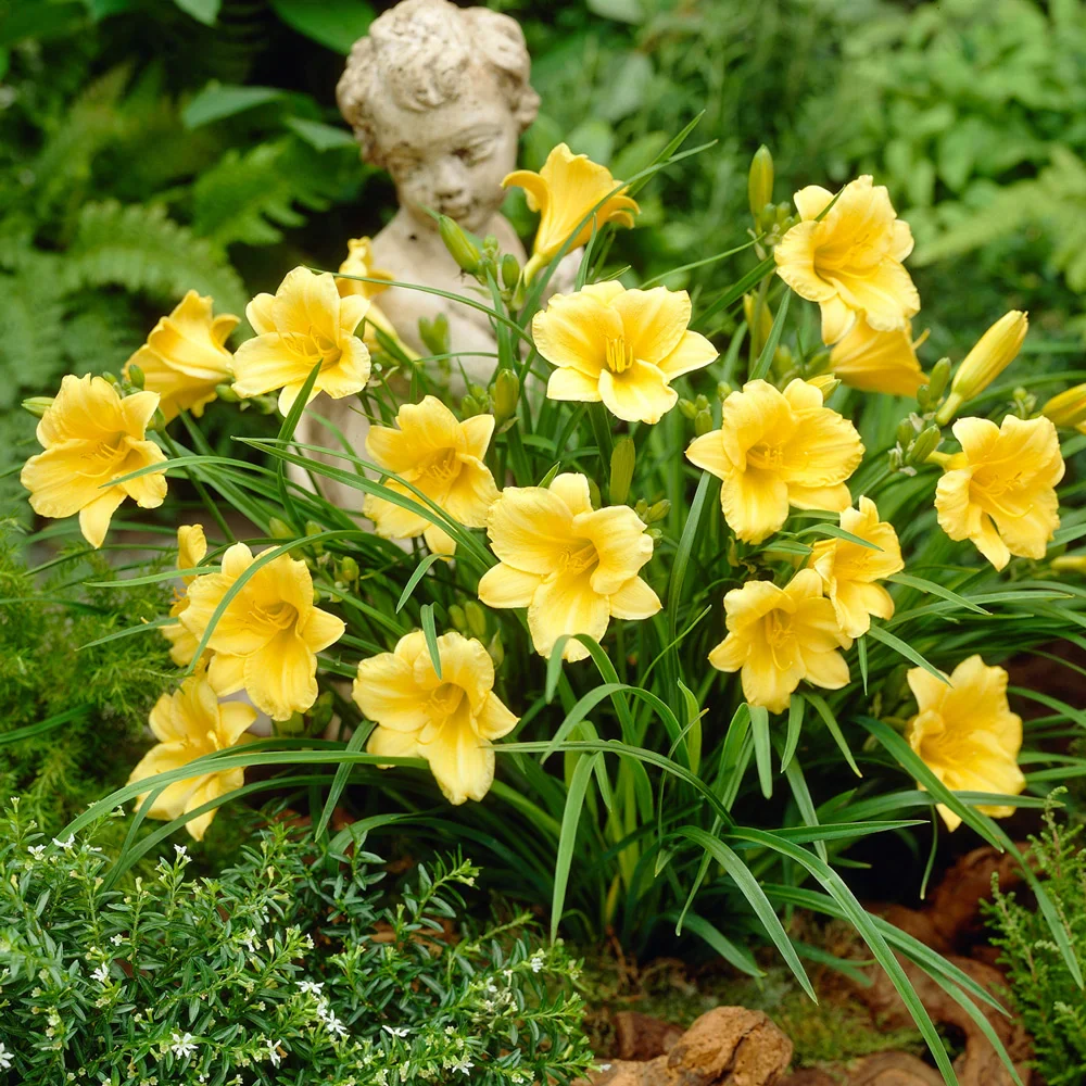 Daylily Stella d'Oro - Image 5