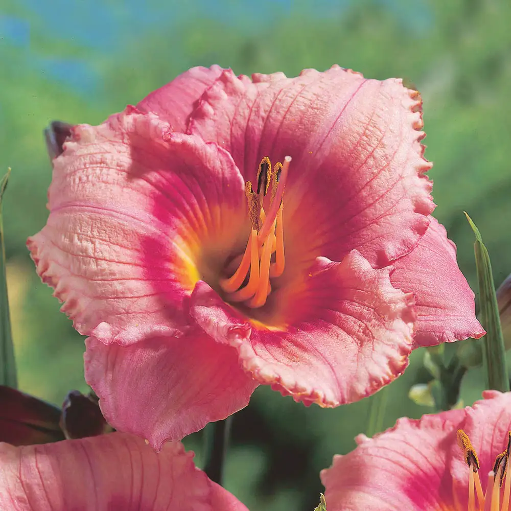 Daylily Strawberry Candy - Image 2