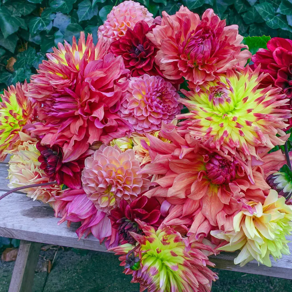 Summer F&ecirc;te Dahlia Mixture