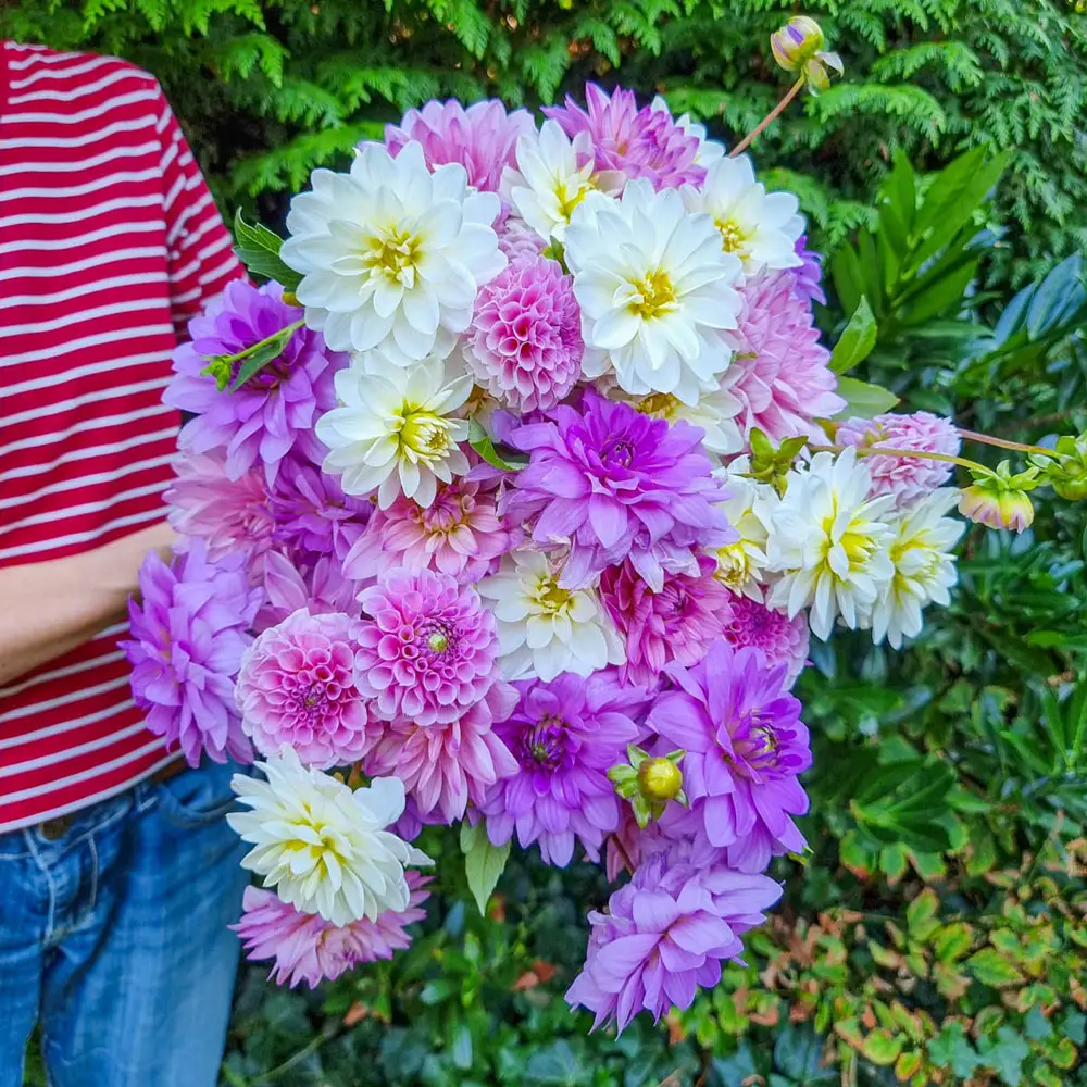 Summer's Finest Dahlia Mix - Image 2