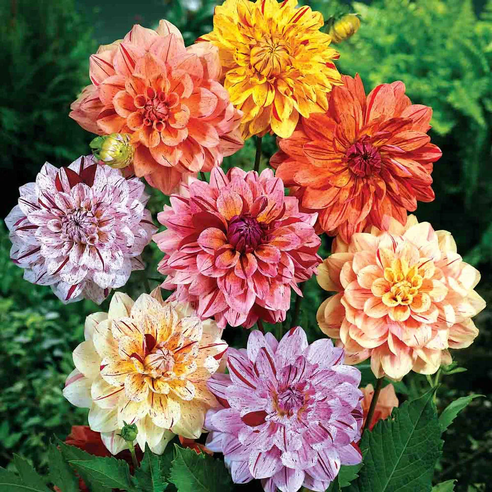 Summer Fireworks Dahlia Mix - Image 2