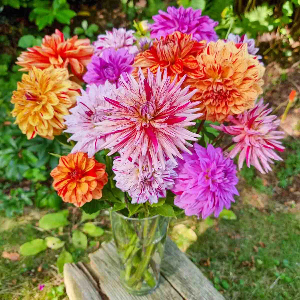 Summer Fireworks Dahlia Mix - Image 3