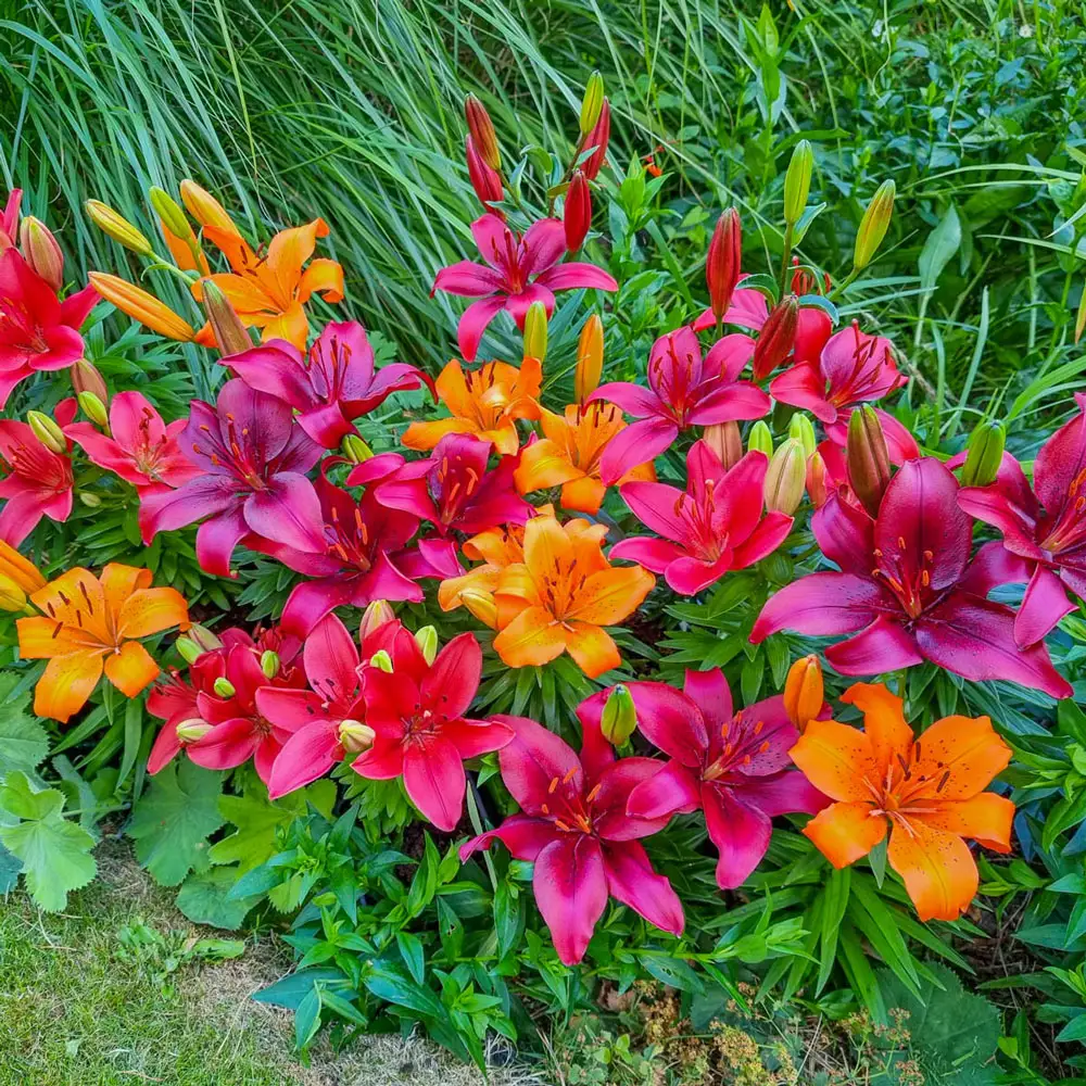 Summer Solstice Dwarf Asiatic Lily Mix