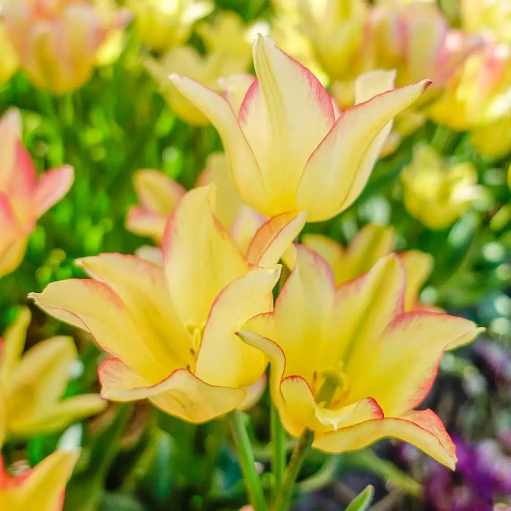 Sun Kissed Bouquet Tulip - Image 2