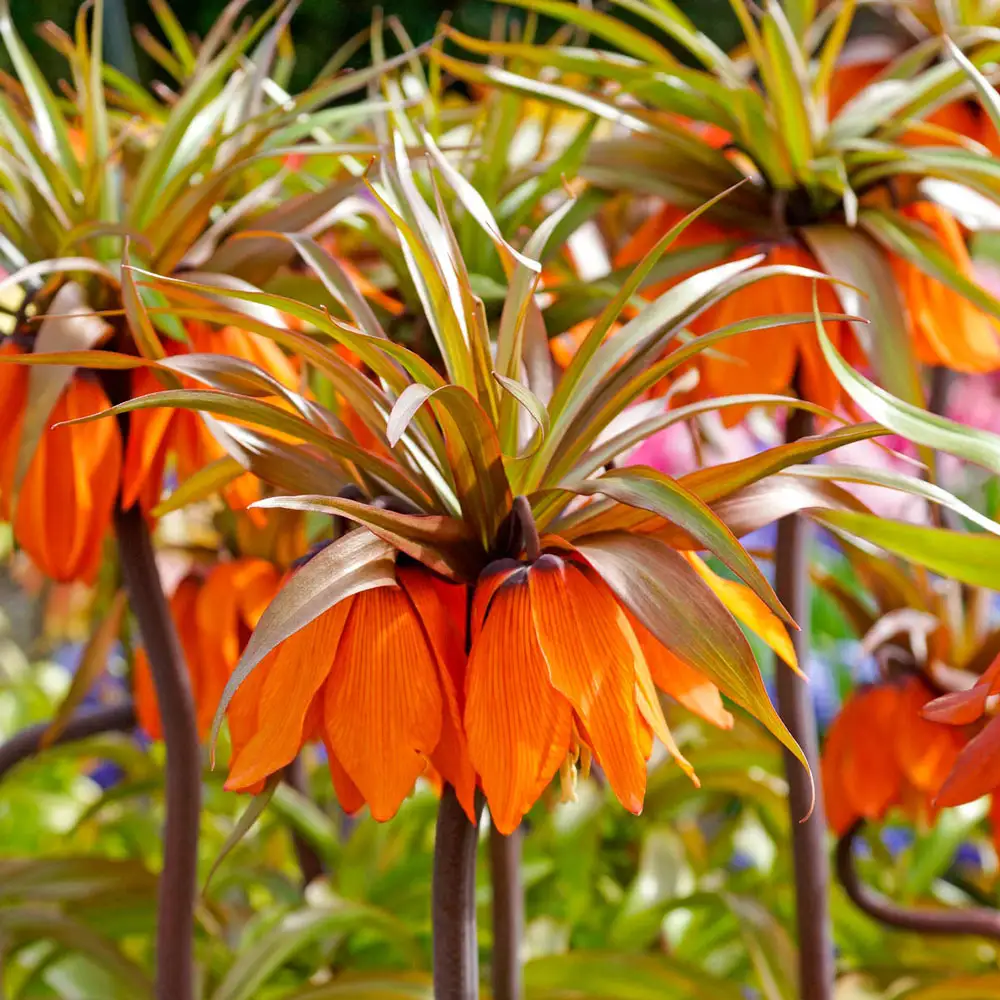 Sunset Crown Imperial - Image 2