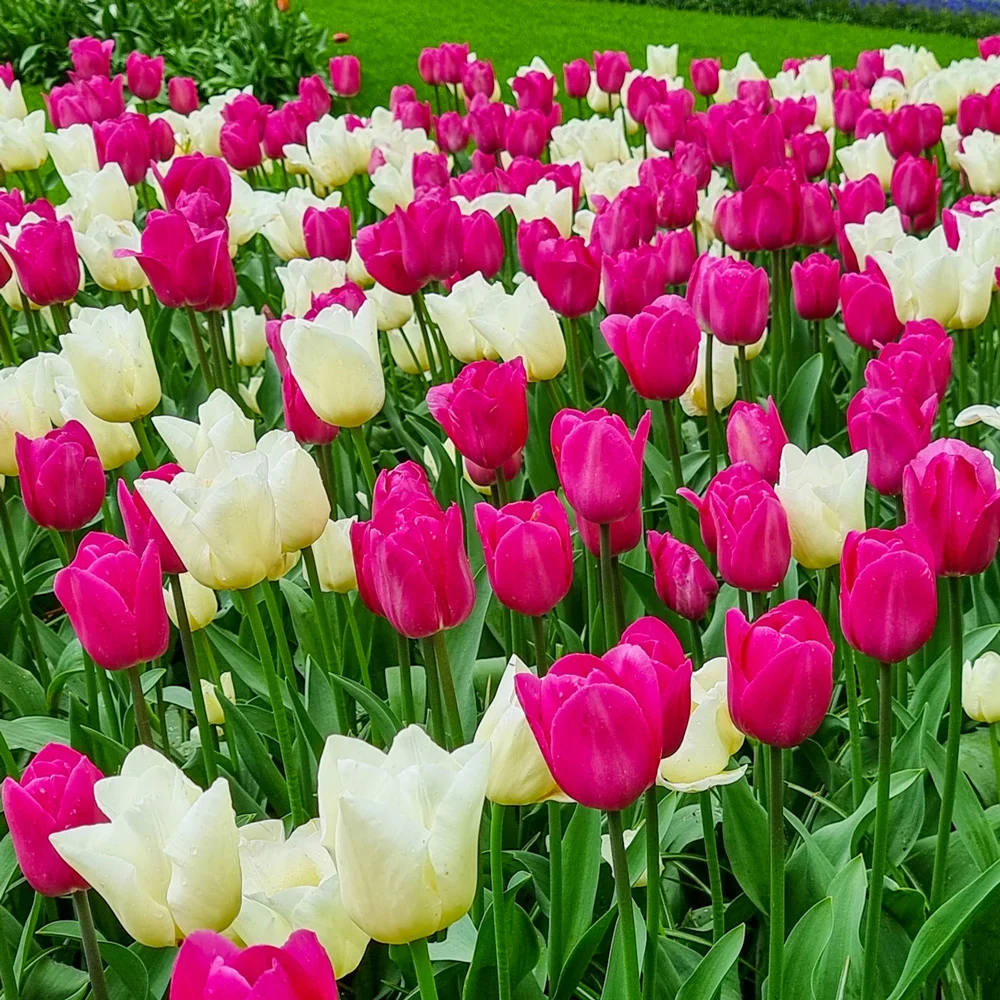 Sweet Sweet Spring Tulip Duet - Image 2