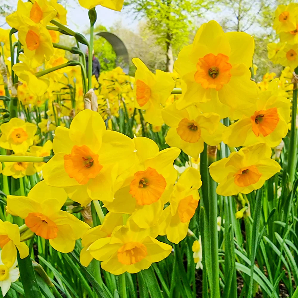 Tazetta Daffodil Golden Dawn - Image 2