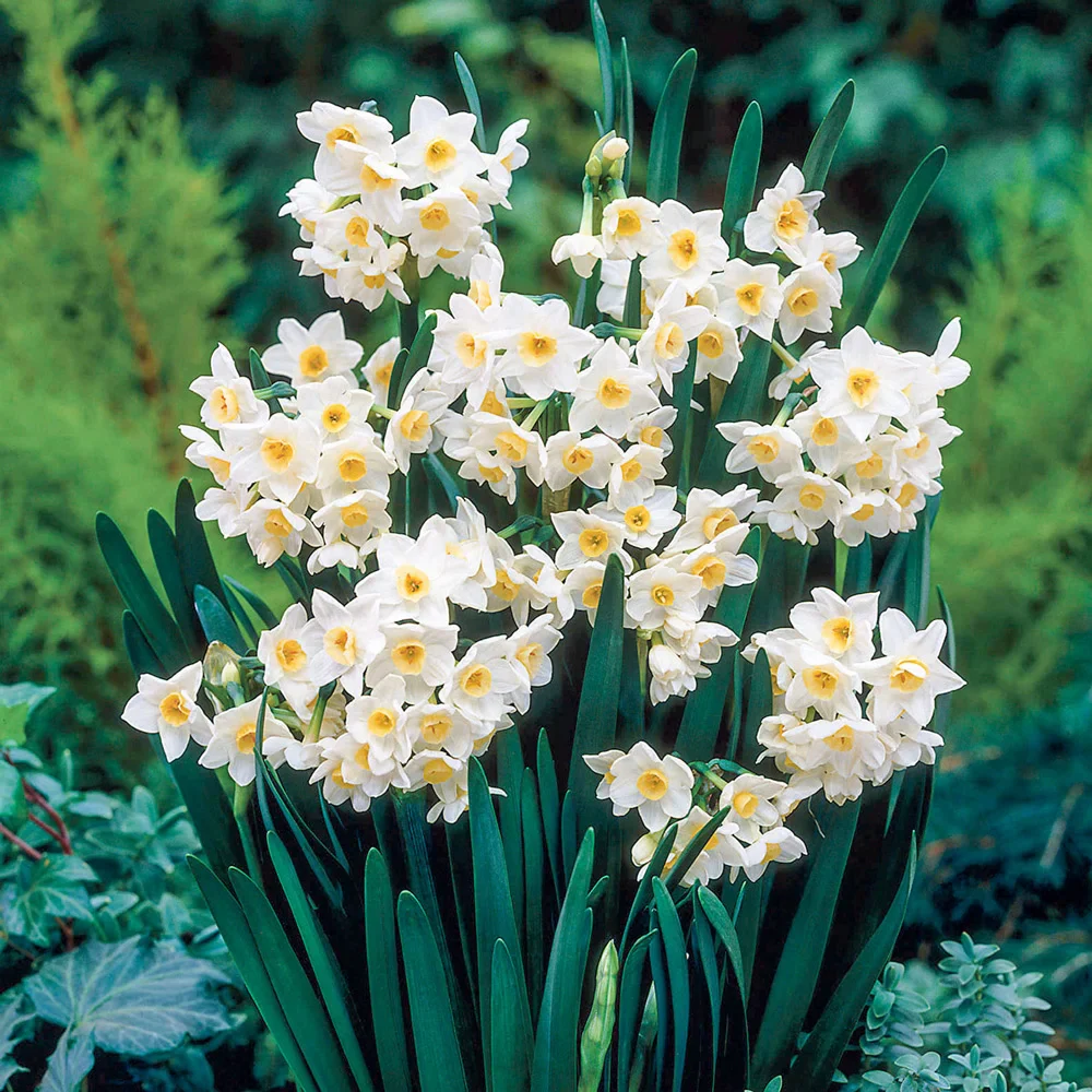 Tazetta Daffodil Grand Primo