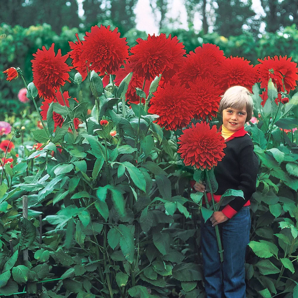 Giant Dinnerplate Dahlia The Big Wow - Image 2