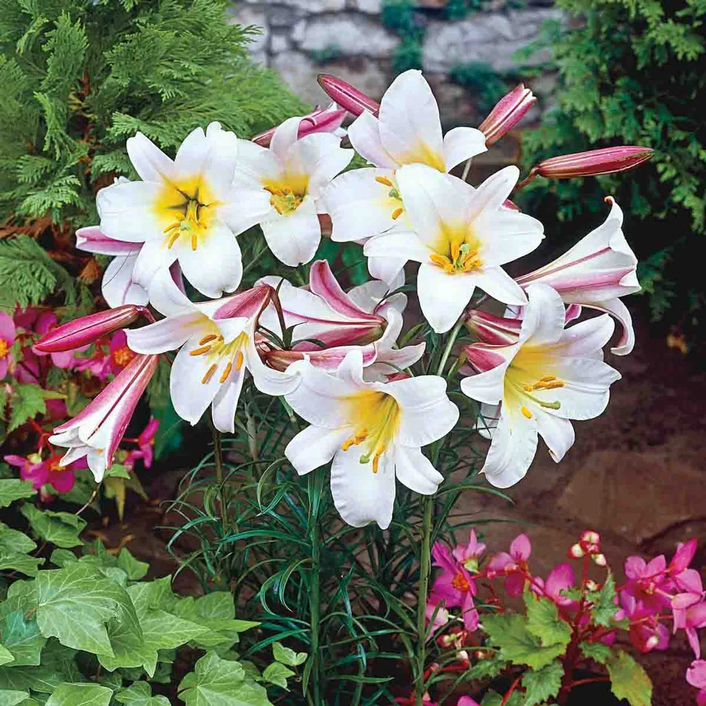 The Regal Lily - Image 3